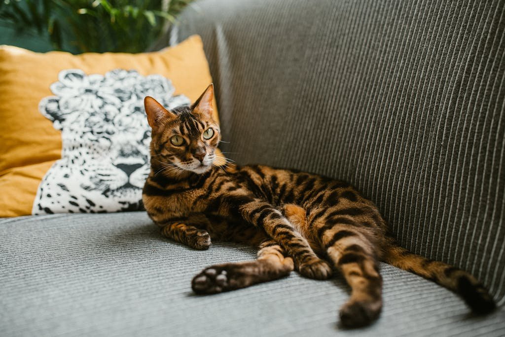 A bengal cat laying on a couch