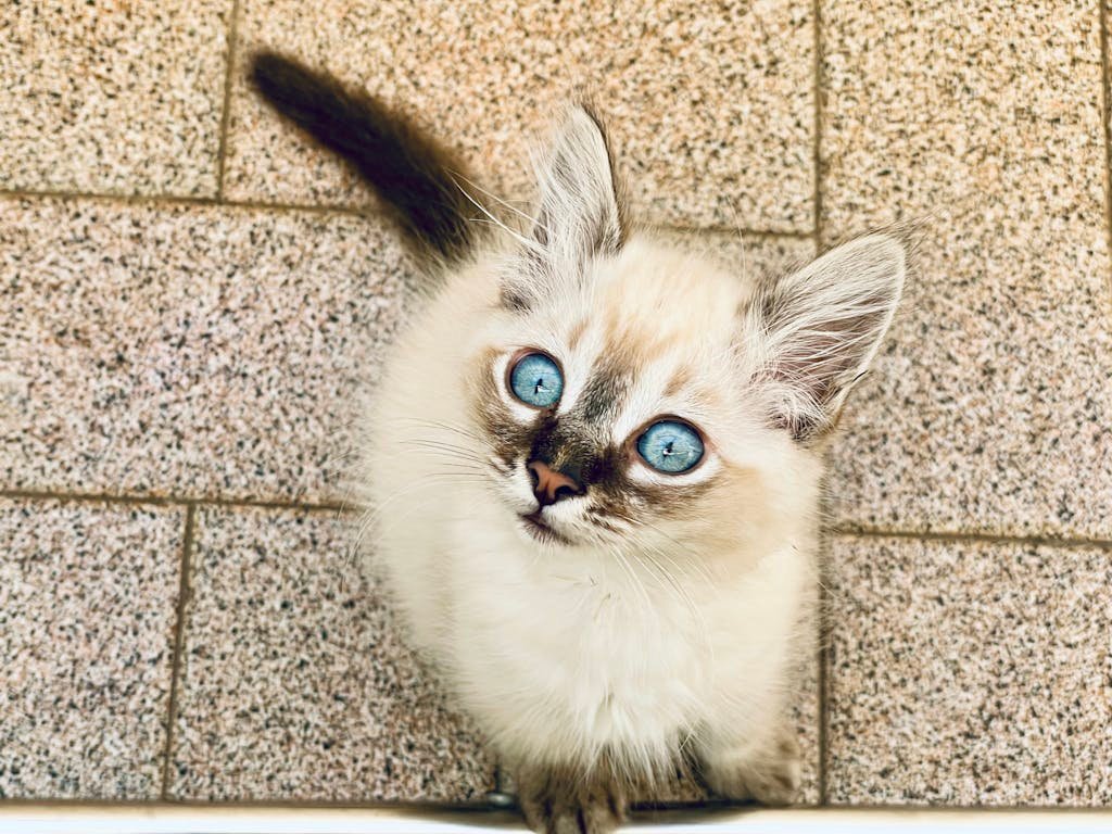 A kitten with blue eyes looking up at the camera