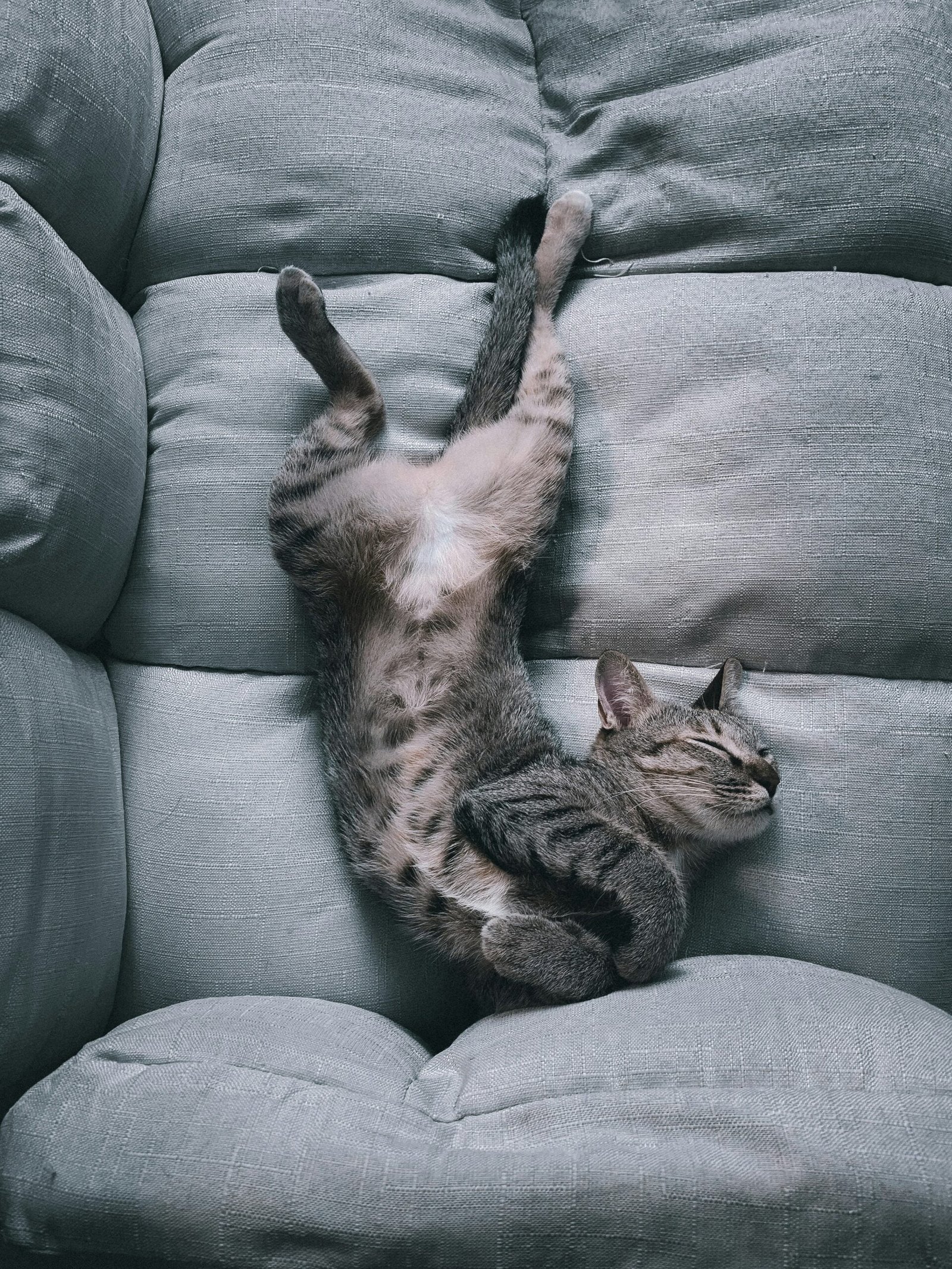 brown tabby cat lying on gray sofa